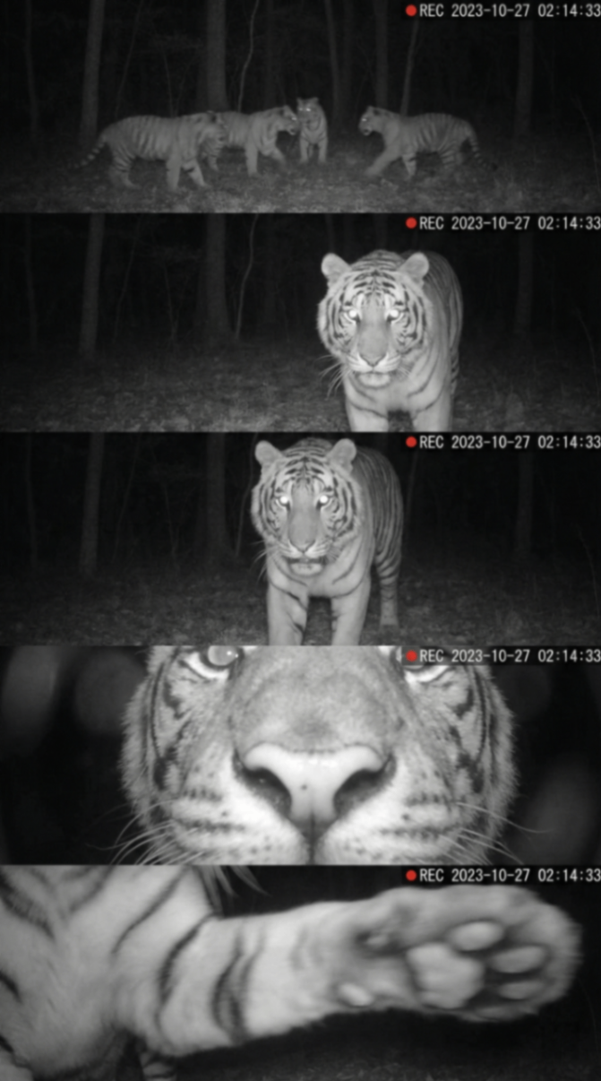 Realistic Wild Tiger Trail Cam Sequence AI Prompt